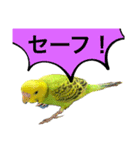 うちのブリちゃん（インコ） 3（個別スタンプ：7）