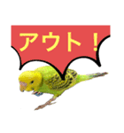 うちのブリちゃん（インコ） 3（個別スタンプ：8）