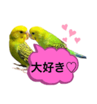 うちのブリちゃん（インコ） 3（個別スタンプ：9）