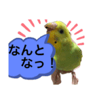 うちのブリちゃん（インコ） 3（個別スタンプ：10）