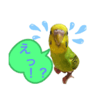うちのブリちゃん（インコ） 3（個別スタンプ：11）