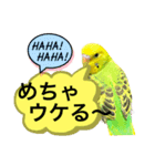 うちのブリちゃん（インコ） 3（個別スタンプ：12）