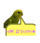 うちのブリちゃん（インコ） 3（個別スタンプ：13）