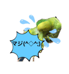 うちのブリちゃん（インコ） 3（個別スタンプ：15）