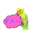うちのブリちゃん（インコ） 3（個別スタンプ：16）