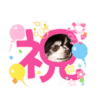 チッチと一緒！（個別スタンプ：20）
