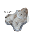 ねこたんねこまんスタンプ（個別スタンプ：3）