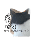 ねこたんねこまんスタンプ（個別スタンプ：6）