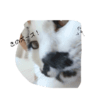 ねこたんねこまんスタンプ（個別スタンプ：8）