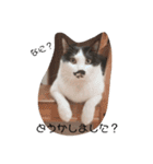 ねこたんねこまんスタンプ（個別スタンプ：9）