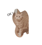 ねこたんねこまんスタンプ（個別スタンプ：11）