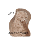 ねこたんねこまんスタンプ（個別スタンプ：12）