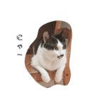 ねこたんねこまんスタンプ（個別スタンプ：13）