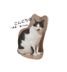 ねこたんねこまんスタンプ（個別スタンプ：15）