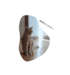 ねこたんねこまんスタンプ（個別スタンプ：16）