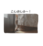 ねこたんねこまんスタンプ（個別スタンプ：17）