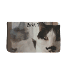 ねこたんねこまんスタンプ（個別スタンプ：18）