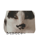 ねこたんねこまんスタンプ（個別スタンプ：20）