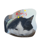 ねこたんねこまんスタンプ（個別スタンプ：25）