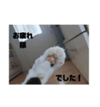 ねこたんねこまんスタンプ（個別スタンプ：27）