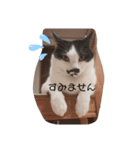 ねこたんねこまんスタンプ（個別スタンプ：29）
