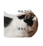 ねこたんねこまんスタンプ（個別スタンプ：31）