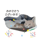 ねこたんねこまんスタンプ（個別スタンプ：32）