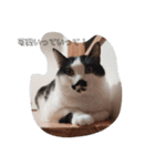 ねこたんねこまんスタンプ（個別スタンプ：34）