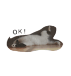 ねこたんねこまんスタンプ（個別スタンプ：35）