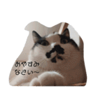 ねこたんねこまんスタンプ（個別スタンプ：36）