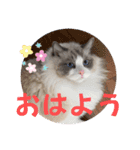 ふだんづかいのラグドールのラムちゃん5（個別スタンプ：1）