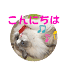 ふだんづかいのラグドールのラムちゃん5（個別スタンプ：2）