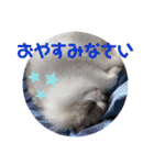 ふだんづかいのラグドールのラムちゃん5（個別スタンプ：3）