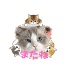 ふだんづかいのラグドールのラムちゃん5（個別スタンプ：6）