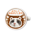 ふだんづかいのラグドールのラムちゃん5（個別スタンプ：7）