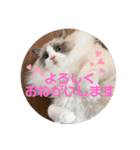 ふだんづかいのラグドールのラムちゃん5（個別スタンプ：8）