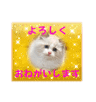 ふだんづかいのラグドールのラムちゃん5（個別スタンプ：9）