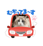 ふだんづかいのラグドールのラムちゃん5（個別スタンプ：10）