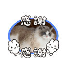 ふだんづかいのラグドールのラムちゃん5（個別スタンプ：16）