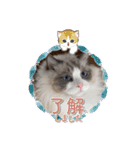 ふだんづかいのラグドールのラムちゃん5（個別スタンプ：17）