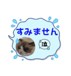 ふだんづかいのラグドールのラムちゃん5（個別スタンプ：21）