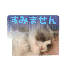 ふだんづかいのラグドールのラムちゃん5（個別スタンプ：22）