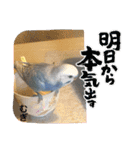わたしむぎちゃん（個別スタンプ：6）