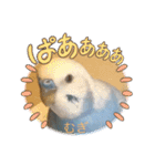 わたしむぎちゃん（個別スタンプ：12）