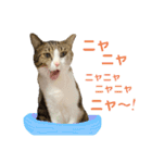 My sister's cat -Tamu-（個別スタンプ：1）