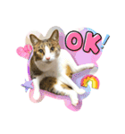 My sister's cat -Tamu-（個別スタンプ：2）