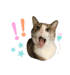 My sister's cat -Tamu-（個別スタンプ：3）