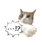 My sister's cat -Tamu-（個別スタンプ：4）