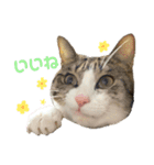 My sister's cat -Tamu-（個別スタンプ：6）