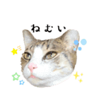 My sister's cat -Tamu-（個別スタンプ：9）
